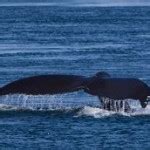 Whale Watching in Telegraph Cove - Brendan van Son Photography