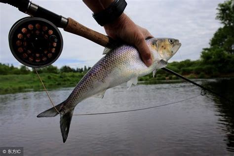 20年垂釣經驗釣友透露：野釣釣法技巧，學會釣魚之後一發不可收拾 每日頭條