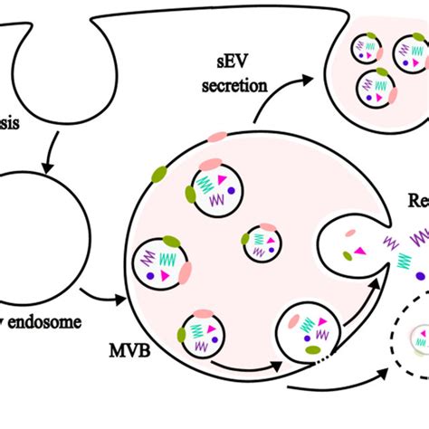 Sev Uptake Degradation And Retrofusion Mvb Multivesicular Body