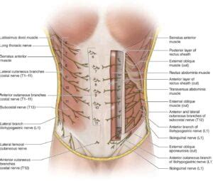 Ilioinguinal And Iliohypogastric Nerve Blocks Anesthesia Key