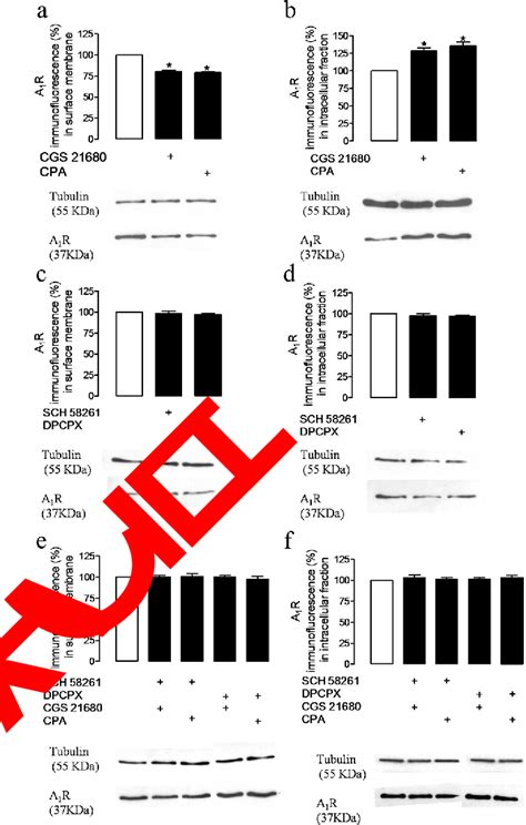 Figure 1 From Modulation Of Gaba Transport By Adenosine A1ra2ar Heteromers Which Are Coupled