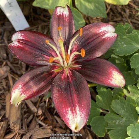 Lily (Lilium 'Panda Joy') in the Lilies Database - Garden.org