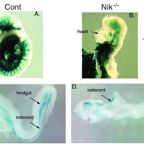 Morphology Of E Control B And Mutant Embryos A Whole Mount