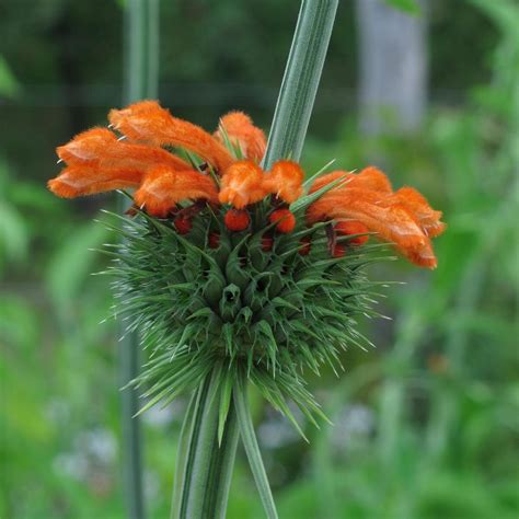 Cola de león Leonotis leonurus aprox 20 semillas