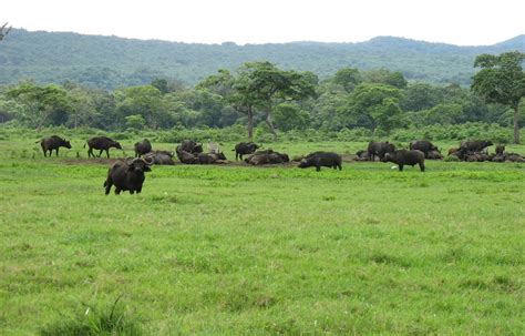 Aberdare National Park Sironka Tours Safaris Limited