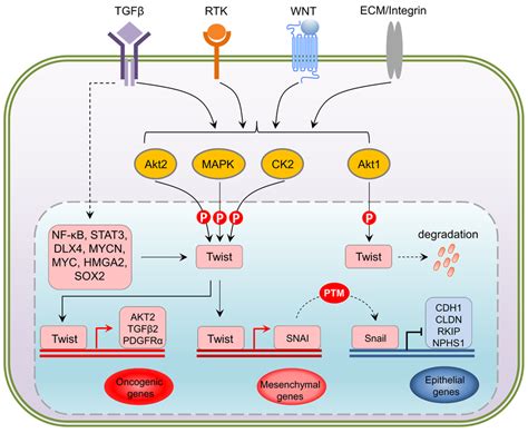 Upstream And Downstream Regulation Of Twist At Transcriptional Level