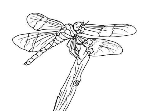 39 Desenhos de Libélula para Imprimir e Colorir Pintar