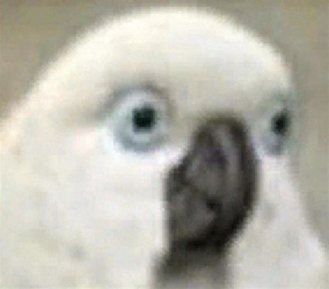 adorable white parrot  blue eyes bird reaction bird memes funny