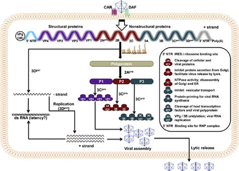 The Life Cycle Of Cvb3 Virus Entry Into The Target Cells Fi Rst