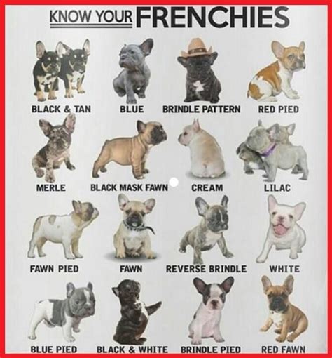 pin  catherine jego  french bulldog bulldog puppies french bulldog puppies puppies