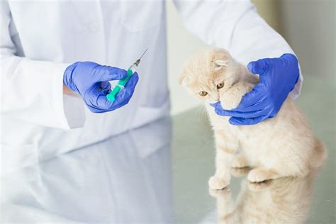 Вакдерм для кошек: инструкция по применению вакцины от лишая