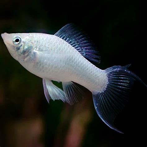 Platinum Lyretail Molly | Poecilia sphenops