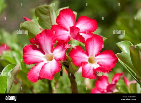 Flowers Of Desert Rose Adenium Obesum Mombasa Kenya Stock Photo Alamy