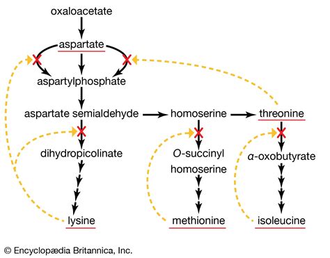 Describe the Role of Enzymes in Metabolism