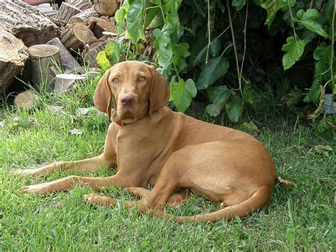 Braco húngaro o Vizsla Características y cuidados