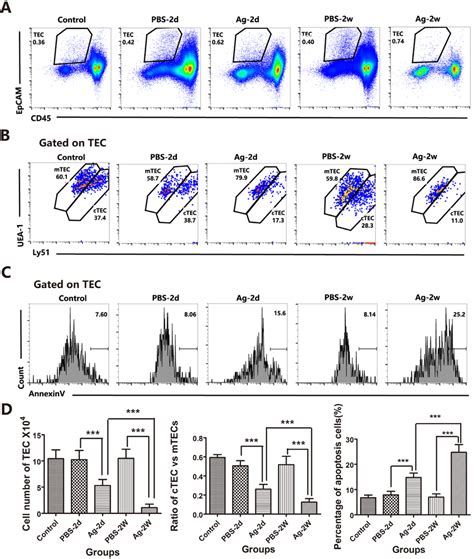 Soluble Worm Antigens From A C Induced Increased Apoptosis In TECs