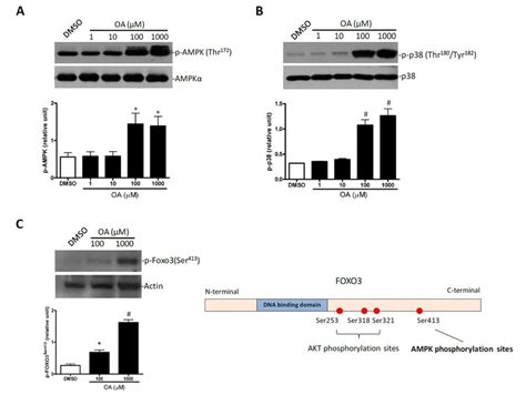 Oa Stimulated Ampk Signaling Pathway In H C Cells A Phosphorylation