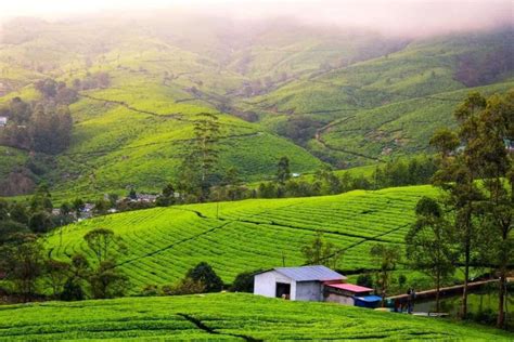 One Day Trip To Munnar Tour At Best Price Rs 5500 Mukundha Tours