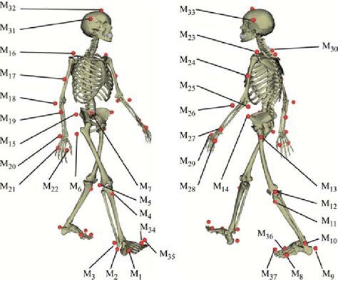 View Of The Human Skeleton With The Considered Motion Capture Marker