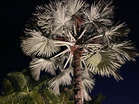 Bismarckia Nobilis, Silver Bismarck Palm – Eureka Farms