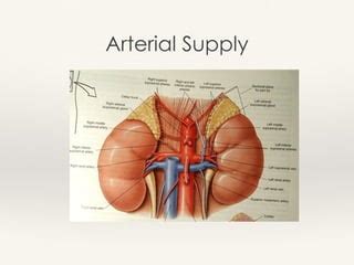 Suprarenal gland | PPT