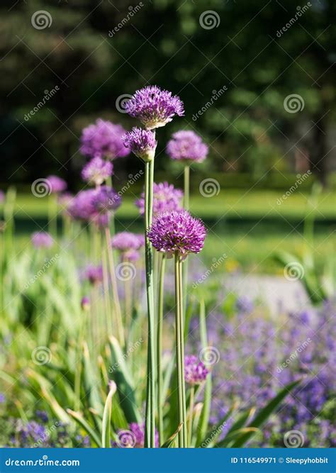 Allium Cristophii Persian Onion or Star of Persia Blooming in the