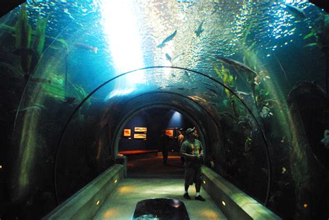 File:Oregon Coast Aquarium tube 2.JPG