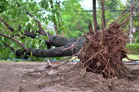 Tree Roots Removal