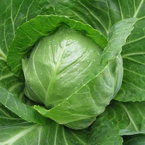 Этма F1 Семена капусты ранней белокочанной (1000сем) Rijk Zwaan Купить ...