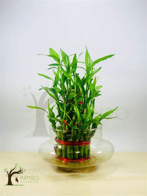 Lucky Bamboo | Indoor Plants in Nepal | Hamro Bagaicha