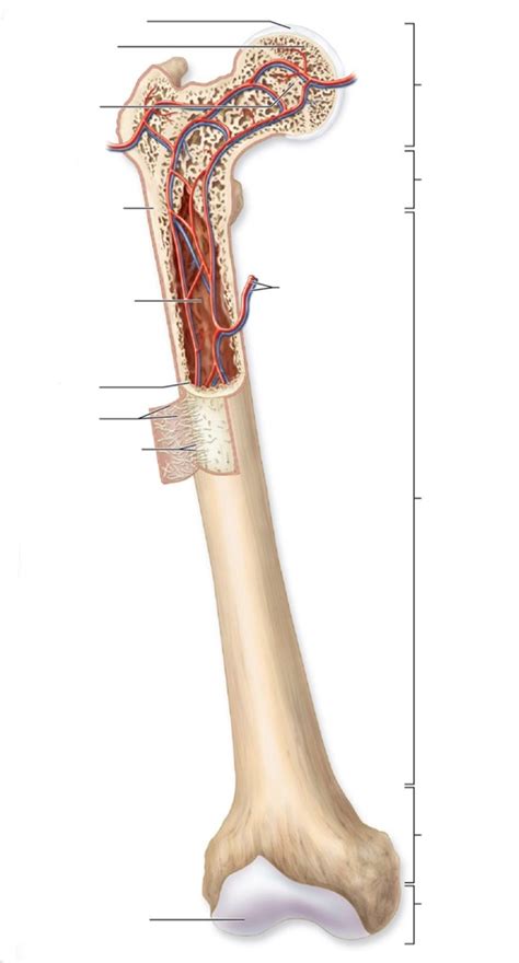 Bone Diagram | Quizlet