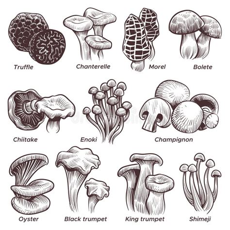 Oyster Mushrooms Hand Draw Stock Illustrations Oyster Mushrooms