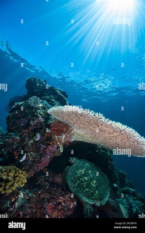 Une Image Grand Angle Du R Cif Corallien Avec Une Tortue De Mer