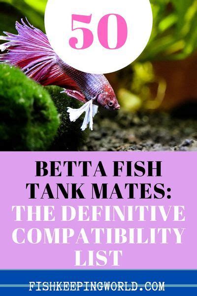 50 Betta Fish Tank Mates The Definitive Compatibility List 2020