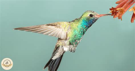 What do hummingbirds do in the winter? - Winter Guide!