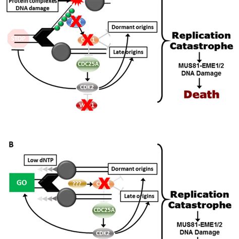 Effects Of CHK1i Moderate Replication Stress Inducer On Tumour Cells