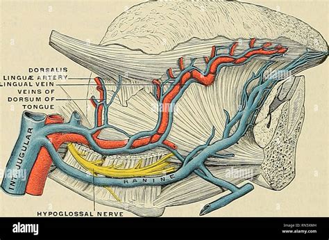 Jugular Vein Anatomy Anatomical Charts And Posters