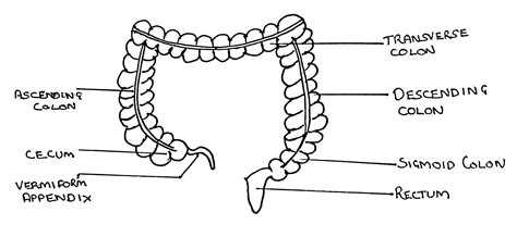 Ascending And Descending Colon