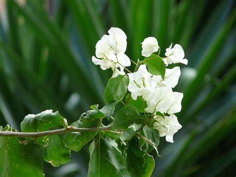 Buganvillas Blanco Flor Foto Gratis En Pixabay Pixabay