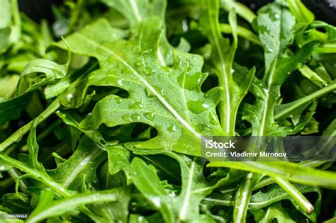 Arugula Segar Daun Dalam Saringan Latar Belakang Hitam Tampilan Atas