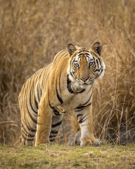 Wild Indian Male Bengal Tiger Or Panthera Tigris Full Closeup Head On In Evening Safari During