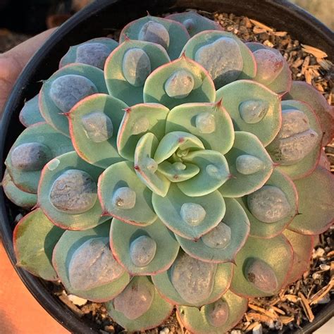 Echeveria Raindrops Succulent Echeveria Succulents Windowsill Garden