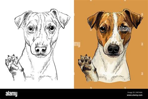 Realistic Isolated Head Of Jack Russel Terrier Dog Vector Hand Drawing