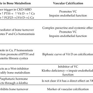 New Vision Of The Pathophysiology Of Ckd Mbd Osteocytes Exhibiting An