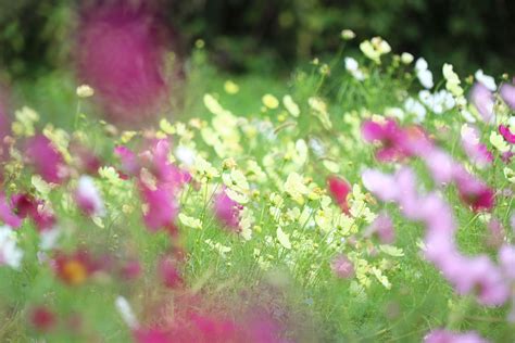 Cosmos Cosmos Header Background Plants Flowers I Like You Plant