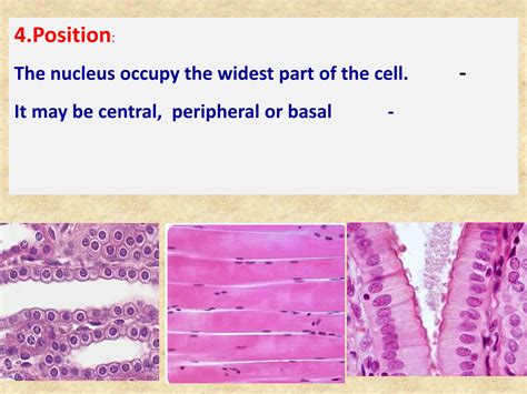 SOLUTION: structure of the nucleus - Studypool