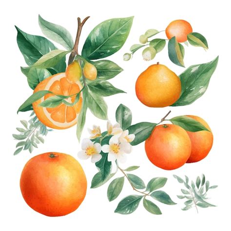 Premium Vector Hand Drawn Natural Fresh Watercolor Oranges Clipart