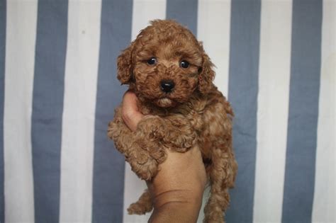 Red Toy Poodle Puppies – Good Shepherd Kennel