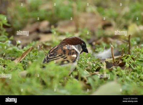 Wildlife in the park Stock Photo - Alamy