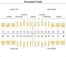 Tooth Numbering Chart USA